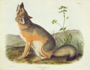 Vulpes Velox (Zorro Veloz), lámina 52 de 